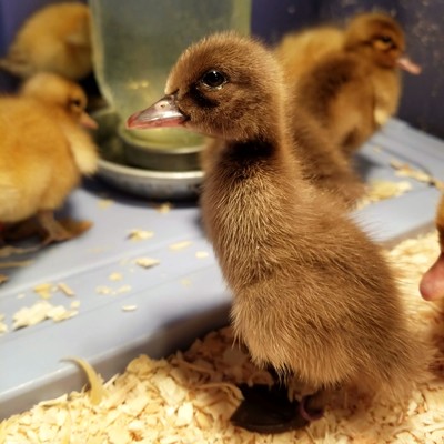 All About Ducks and How to Raise Ducks - Two Ponds Farm